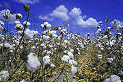 laine de coton